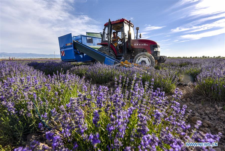 CHINA-XINJIANG-LAVENDER-HARVEST (CN)