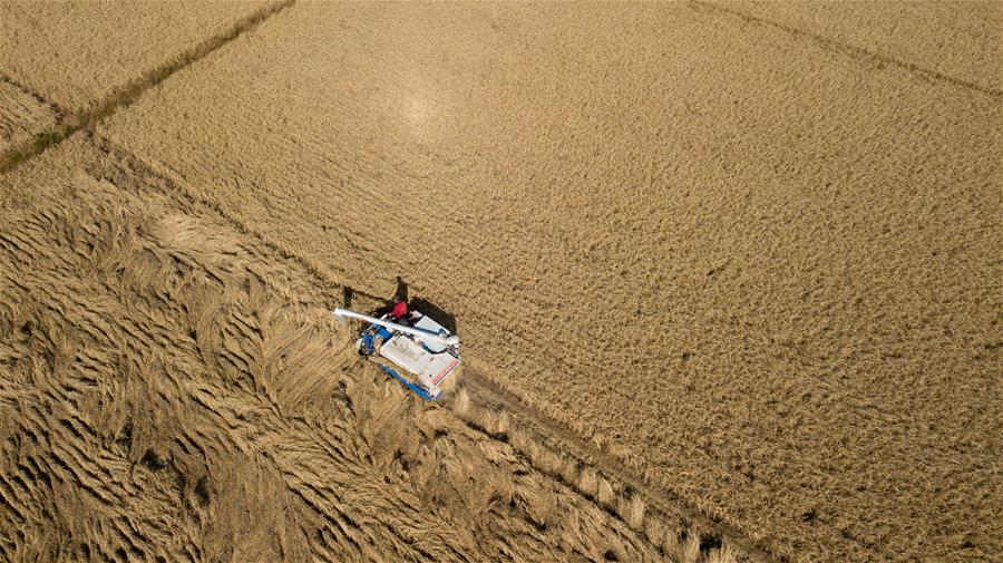 CHINA-JILIN-AUTUMN HARVEST (CN)