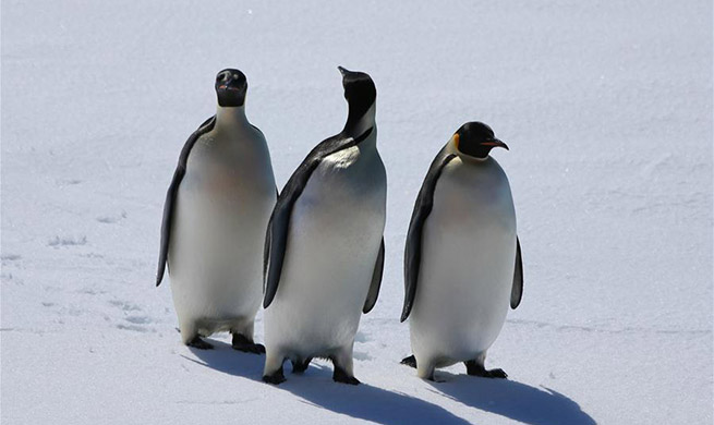 China's 36th Antarctic expedition team conducts observations, researches in Prydz Bay