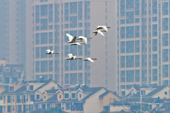 江西經(jīng)濟(jì)轉(zhuǎn)型求變：注入生態(tài)、創(chuàng)新、智能多重因子