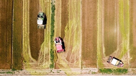 夏糧，穩(wěn)！