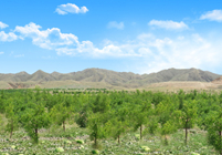 形成農(nóng)林牧、生態(tài)濕地等非主營(yíng)業(yè)務(wù)