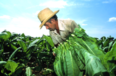 【5月8日】研究部署抓好當(dāng)前農(nóng)業(yè)生產(chǎn)等工作