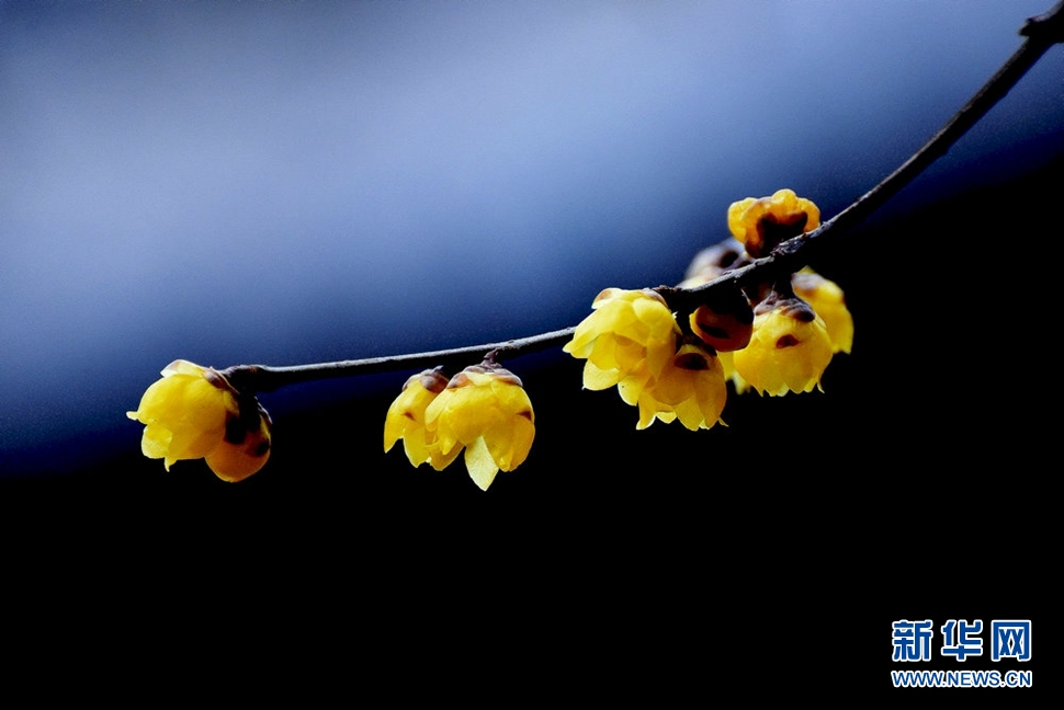 《大寒時節(jié)獨(dú)自香》