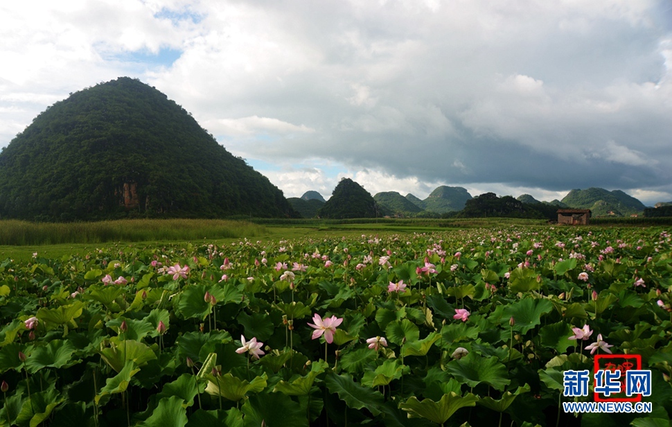 一生一世，萬畝荷花