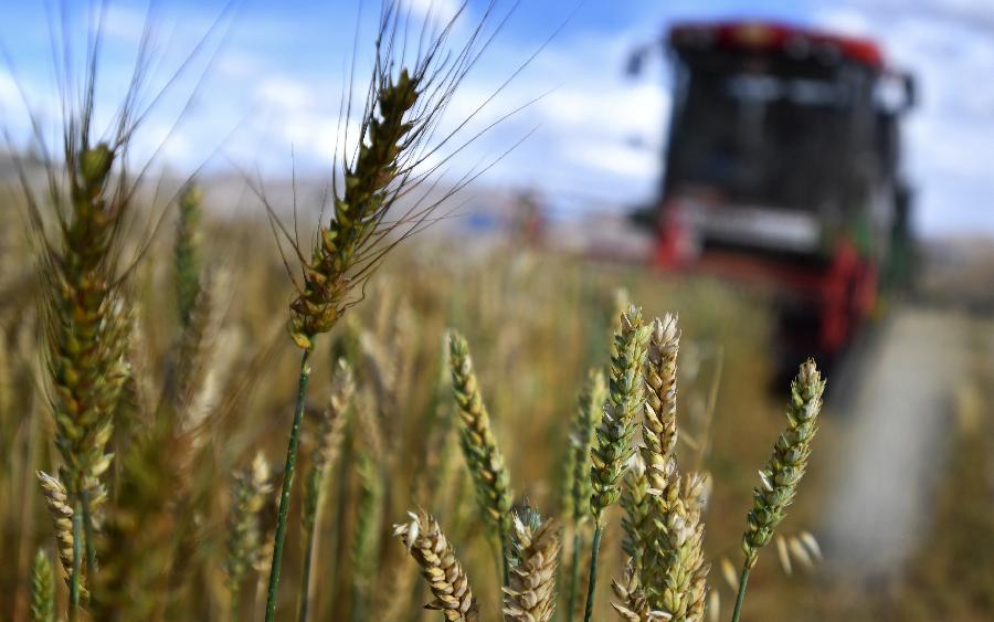 豐收的喜悅！看，各地秋收忙