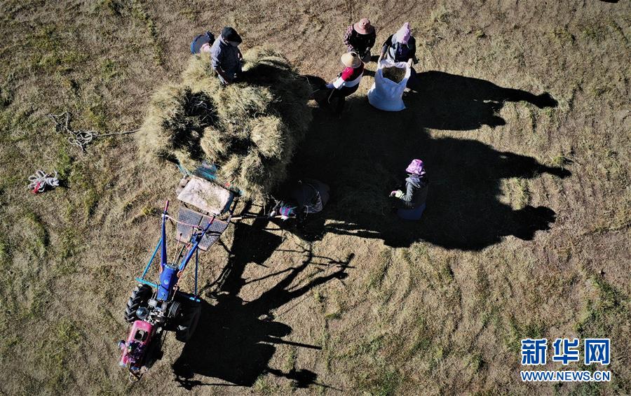 （社會(huì)）（3）西藏：牧草豐收儲(chǔ)&ldquo;冬糧&rdquo;