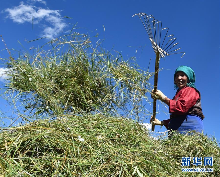 （社會）（9）西藏：牧草豐收儲&ldquo;冬糧&rdquo;