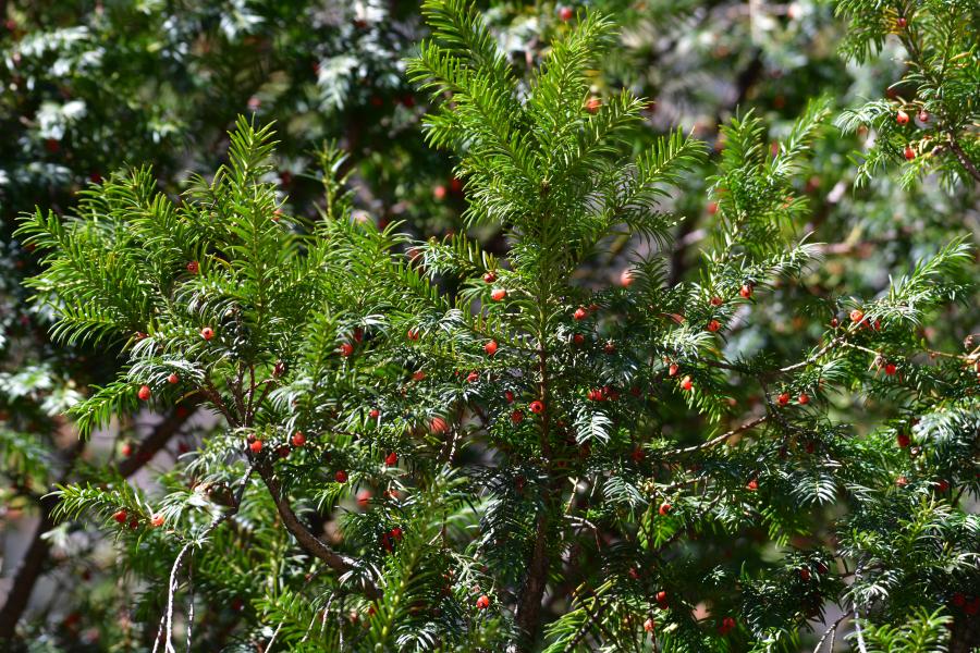 時隔40多年，我國再度發(fā)現(xiàn)珍稀瀕危植物密葉紅豆杉種群