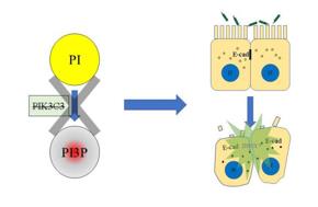 PI3P缺失導(dǎo)致上皮細胞連接破壞，最終招募中性粒細胞，發(fā)生急性炎癥