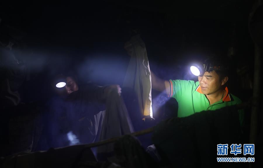 （新華全媒頭條&middot;圖文互動）（9）歸來的雨林 