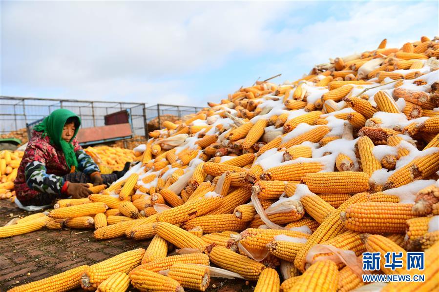 （在習(xí)近平新時代中國特色社會主義思想指引下&mdash;&mdash;新時代新作為新篇章&middot;鄉(xiāng)村振興戰(zhàn)略&middot;圖文互動）（1）吉林榆樹：產(chǎn)糧&ldquo;冠軍縣&rdquo;大旱之年從容應(yīng)對減產(chǎn)考驗(yàn)