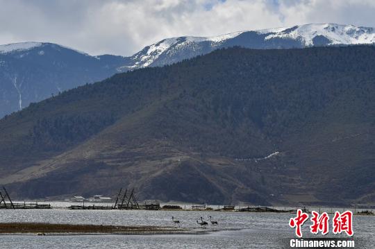 圖為在納帕海濕地棲息的候鳥?！⑷疥?攝