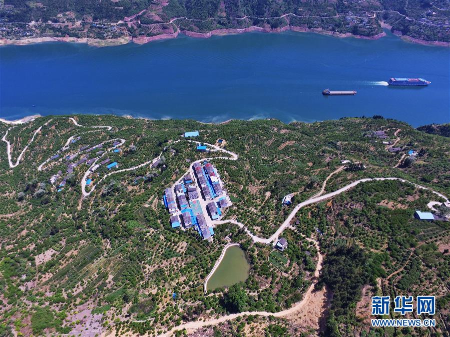 (在習近平新時代中國特色社會主義思想指引下——新時代新作為新篇章)(2)重慶巫山:“生態(tài)寶貝”變身“搖錢樹”