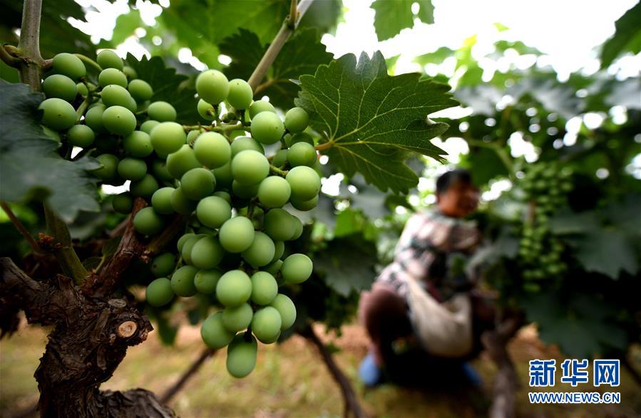 (新華全媒頭條·圖文互動(dòng))(4)一個(gè)傳統(tǒng)農(nóng)業(yè)縣的脫貧之路——來自河北新河的調(diào)查報(bào)告