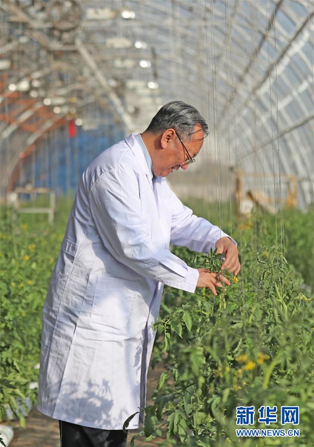 （新華全媒頭條&middot;圖文互動(dòng)）（3）和蔬菜&ldquo;說話&rdquo;的人&mdash;&mdash;中國工程院院士李天來的&ldquo;棚菜人生&rdquo;
