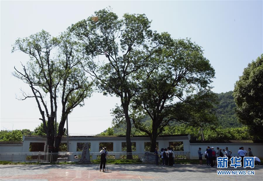 （壯麗70年&middot;奮斗新時代&mdash;&mdash;記者再走長征路&middot;圖文互動）（6）&ldquo;紅軍樹&rdquo;下憶初心、守初心