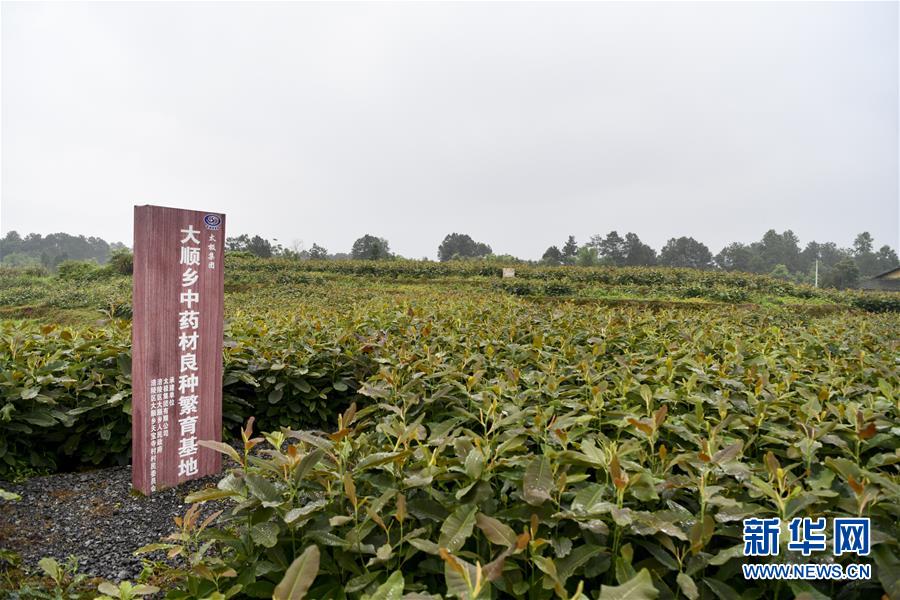 （來自一線的調(diào)查報(bào)告&middot;圖文互動(dòng)）（5）利益聯(lián)結(jié)強(qiáng)產(chǎn)業(yè)　打通城鄉(xiāng)促振興&mdash;&mdash;重慶涪陵大順鄉(xiāng)鄉(xiāng)村振興觀察