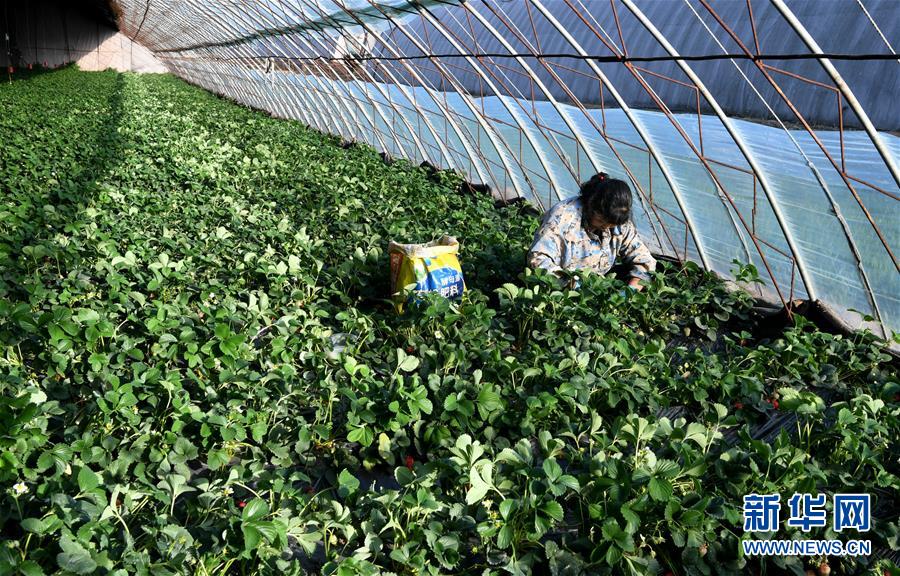 （在習(xí)近平新時(shí)代中國(guó)特色社會(huì)主義思想指引下&mdash;&mdash;新時(shí)代新作為新篇章&middot;習(xí)近平總書記關(guān)切事&middot;圖文互動(dòng)）（3）戰(zhàn)&ldquo;疫&rdquo;要?jiǎng)艜r(shí)，戰(zhàn)&ldquo;貧&rdquo;再加把勁！&mdash;&mdash;中央各部門助力脫貧攻堅(jiān)很給力