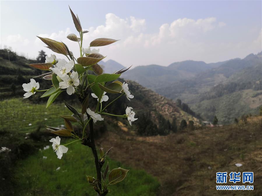 （決戰(zhàn)決勝脫貧攻堅(jiān)&middot;圖文互動(dòng)）（1）寄相思，償夙愿&mdash;&mdash;5封清明&ldquo;家書&rdquo;里的決戰(zhàn)決勝信念