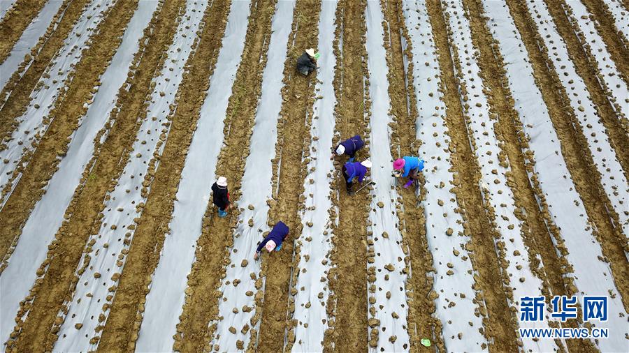 （決戰(zhàn)決勝脫貧攻堅(jiān)&middot;圖文互動(dòng)）（1）貴州黔東南：搶抓壩區(qū)春耕 決勝脫貧攻堅(jiān)