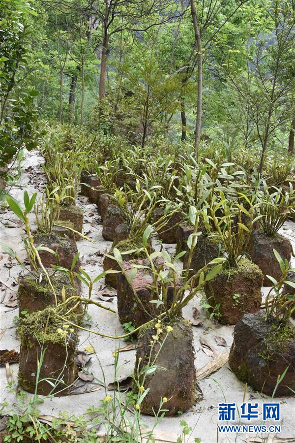 （決戰(zhàn)決勝脫貧攻堅&middot;圖文互動）（3）這個脫貧縣的石頭為何比土金貴？