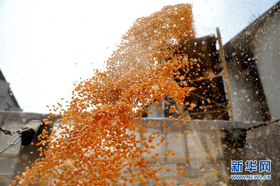 （在習(xí)近平新時(shí)代中國(guó)特色社會(huì)主義思想指引下&mdash;&mdash;新時(shí)代新作為新篇章&middot;習(xí)近平總書(shū)記關(guān)切事&middot;圖文互動(dòng)）（8）春耕忙 信心足&mdash;&mdash;谷雨時(shí)節(jié)走馬東北直擊糧事