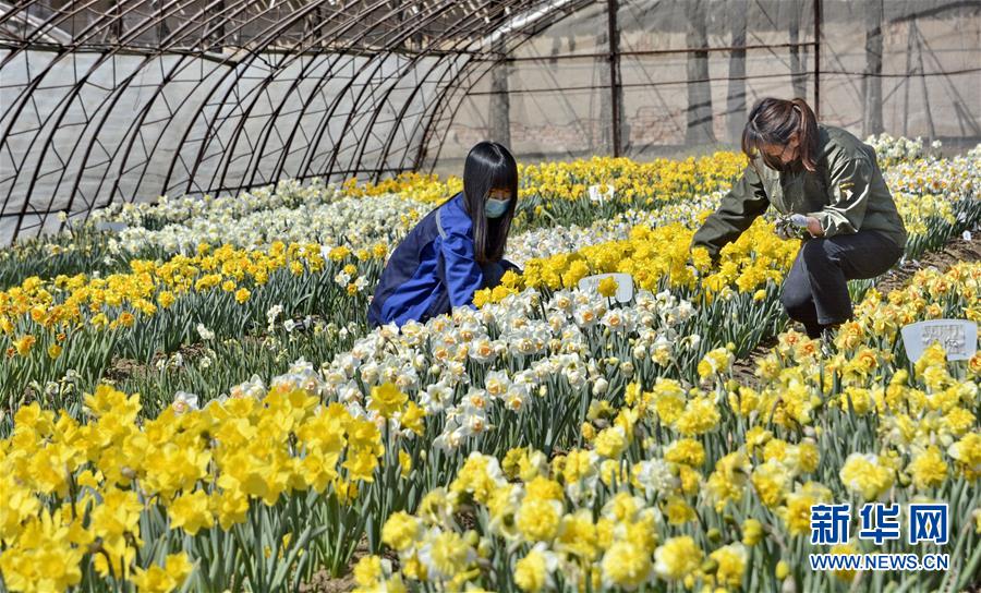 （圖文互動）（6）這座小城，鐫刻下怎樣的&ldquo;世園印記&rdquo;&mdash;&mdash;北京世園會開園一周年探訪延慶