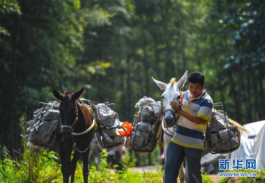 （決戰(zhàn)決勝脫貧攻堅&middot;圖文互動）（5）老余賣騾子