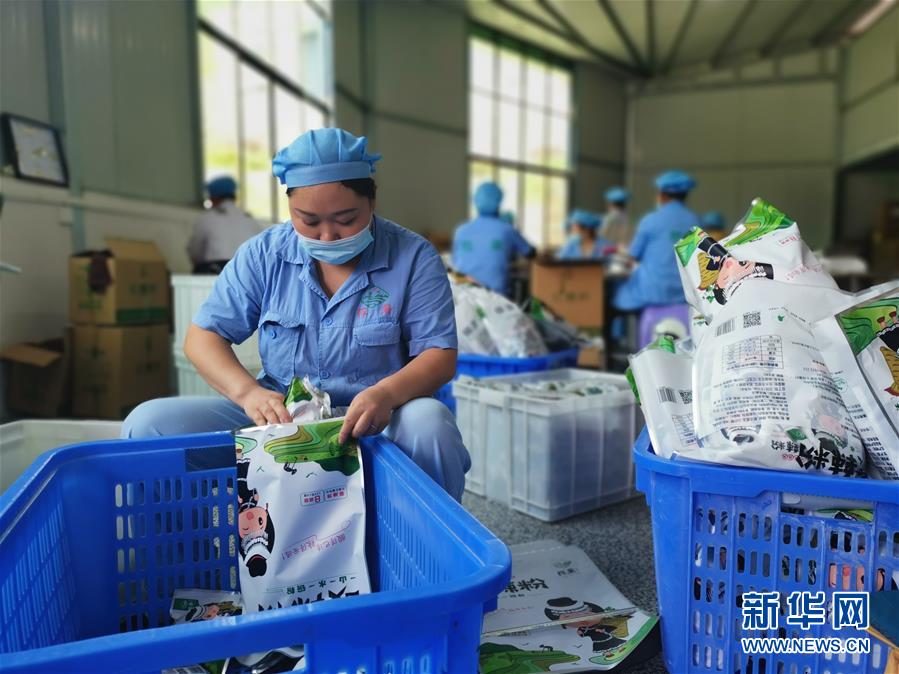 (決戰(zhàn)決勝脫貧攻堅·圖文互動)(2)貴州思南:發(fā)展“紅薯經(jīng)濟”助脫貧