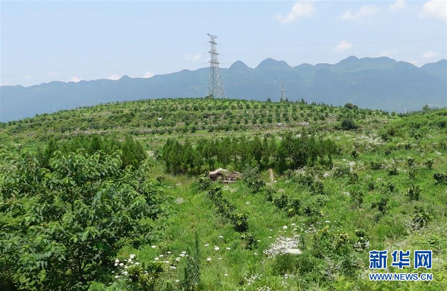 (新華網(wǎng)·決戰(zhàn)決勝脫貧攻堅·圖文互動)(3)貴州思南:強(qiáng)村帶弱村 “抱團(tuán)”促增收