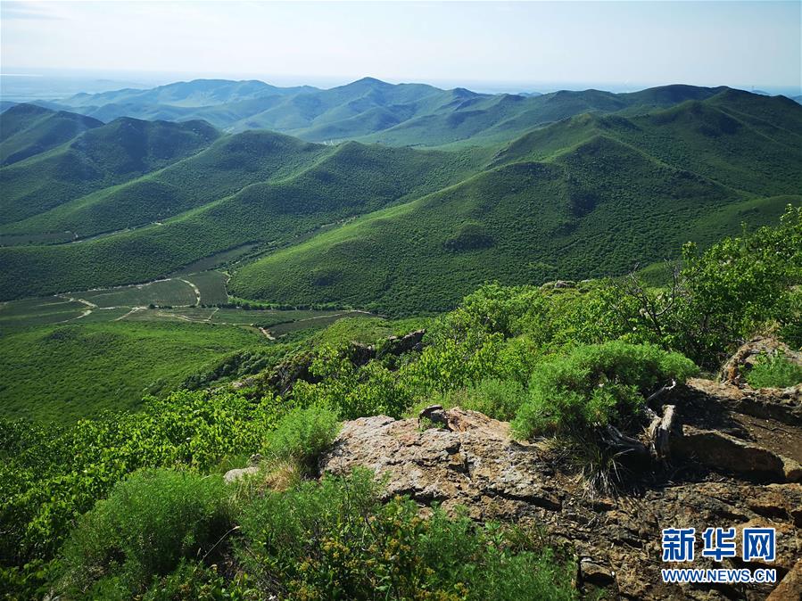 （決戰(zhàn)決勝脫貧攻堅(jiān)&middot;圖文互動）（1）內(nèi)蒙古科右中旗：把準(zhǔn)發(fā)展方向 &ldquo;楓馬牛&rdquo;可相及