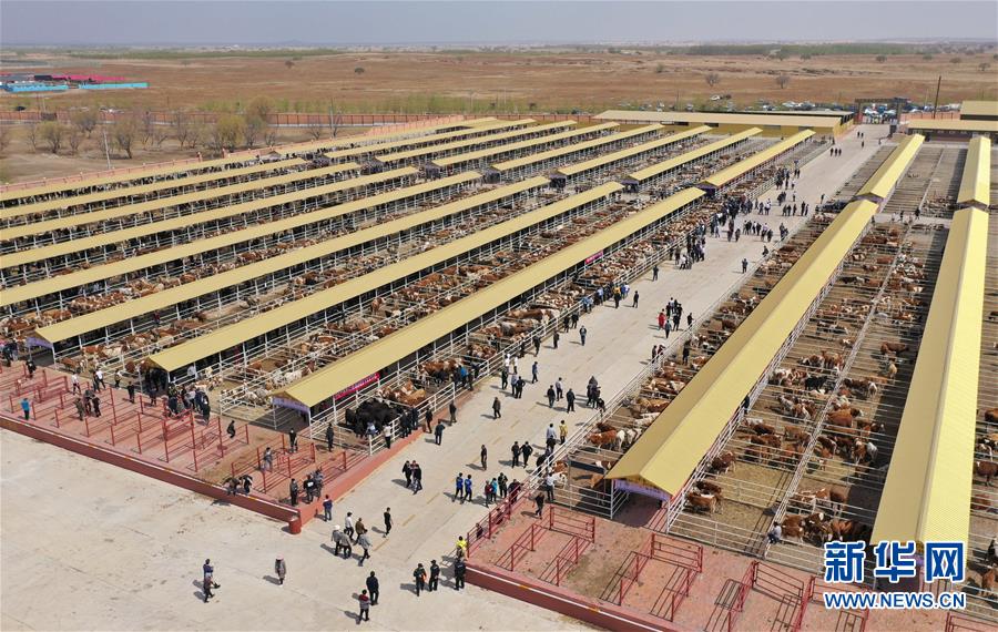 （決戰(zhàn)決勝脫貧攻堅(jiān)&middot;圖文互動）（3）內(nèi)蒙古科右中旗：把準(zhǔn)發(fā)展方向 &ldquo;楓馬牛&rdquo;可相及