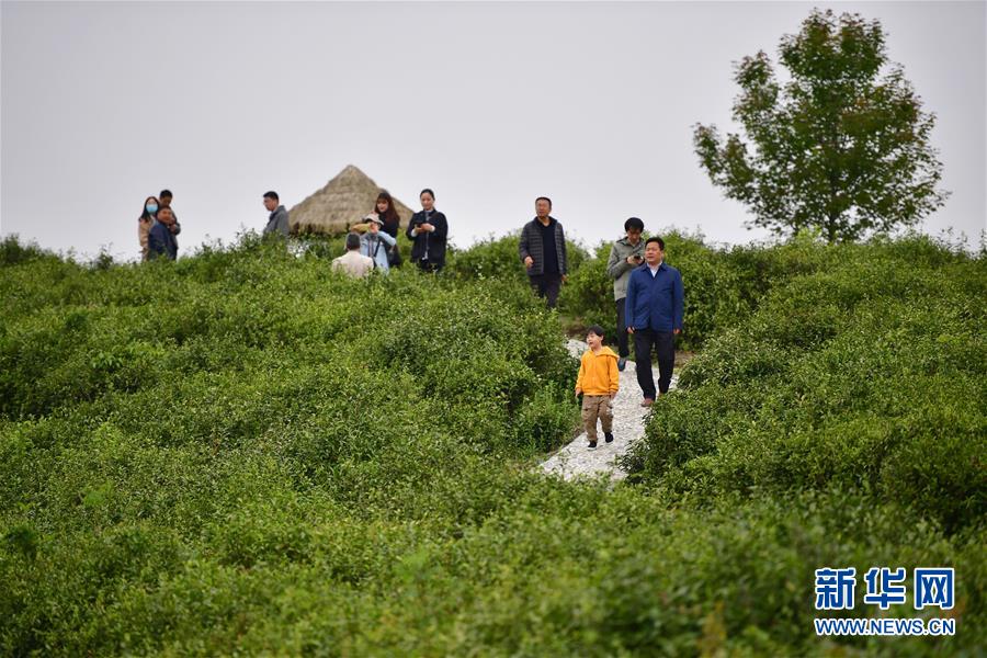 （走向我們的小康生活&middot;圖文互動(dòng)）（7）綠了青山，紅了日子&mdash;&mdash;秦巴山區(qū)群眾繪出小康&ldquo;調(diào)色板&rdquo;