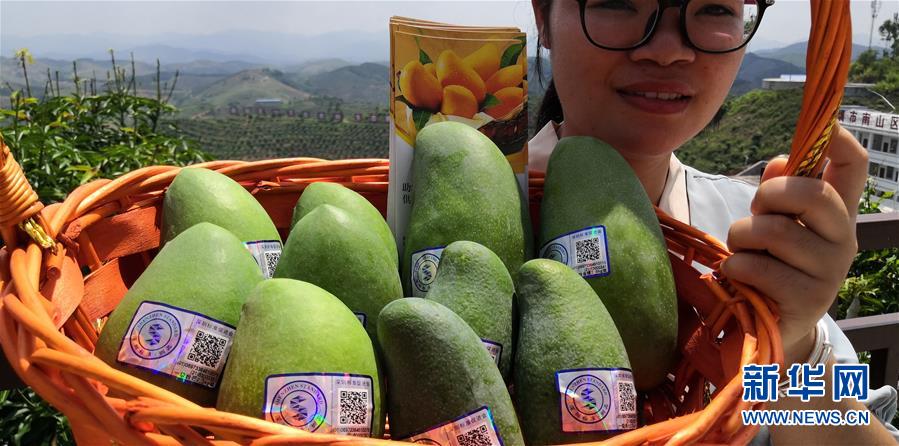 （決戰(zhàn)決勝脫貧攻堅&middot;圖文互動）（7）同飲一江水 攜手&ldquo;斬窮根&rdquo;&mdash;&mdash;深圳對口廣西河池、百色扶貧協(xié)作見聞