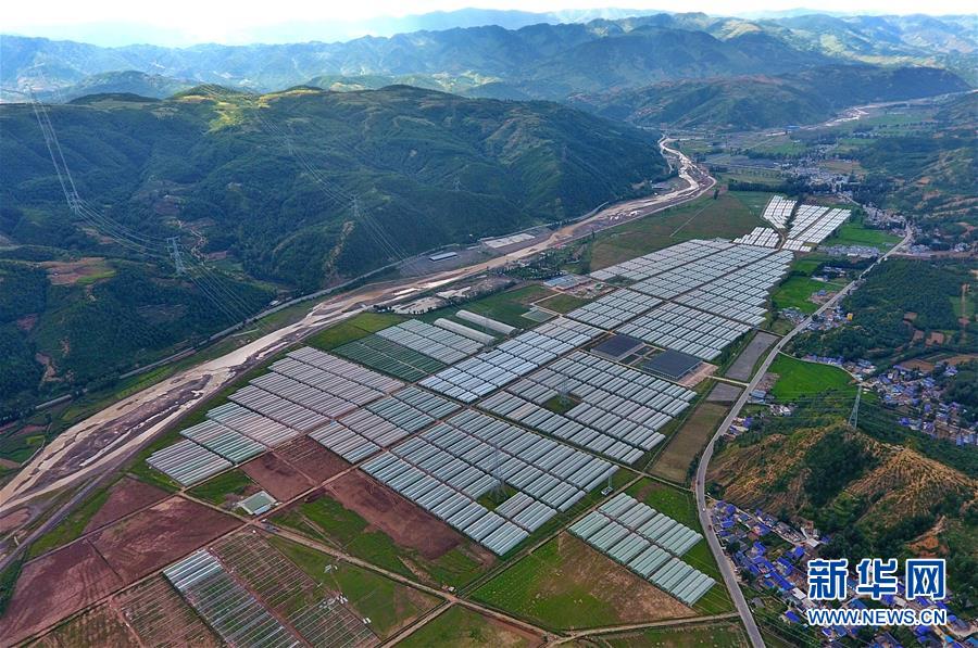 (走向我們的小康生活·決戰(zhàn)決勝脫貧攻堅·圖文互動)(2)把產業(yè)興盛之“根”扎進大涼山