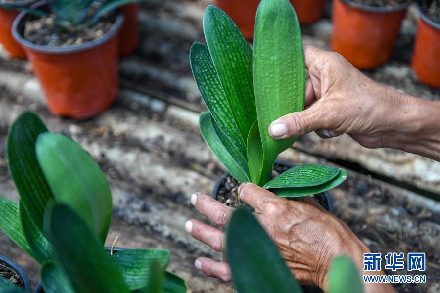 (決戰(zhàn)決勝脫貧攻堅·圖文互動)(4)君子蘭在脫貧攻堅戰(zhàn)場上“綻放”