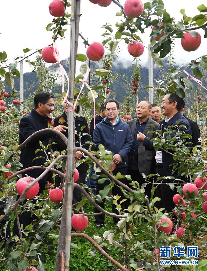 (新華全媒頭條·圖文互動)(8)愿做高原一粒種 化作金穗撒人間——追記我國青稞研究專家尼瑪扎西