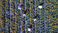 河北圍場(chǎng)金蓮花采摘忙