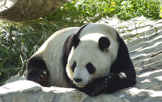 陽(yáng)光下的&ldquo;滾滾&rdquo;搞怪賣萌惹人愛(ài)