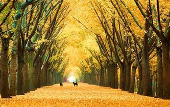 江蘇邳州50萬(wàn)畝銀杏&ldquo;滿(mǎn)城盡帶黃金甲&rdquo;如夢(mèng)如幻