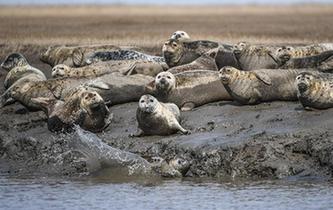 斑海豹洄游棲息遼河入?？? />  
<div>斑海豹洄游棲息遼河入?？?/div>
</a> 
</div>
<div   id=