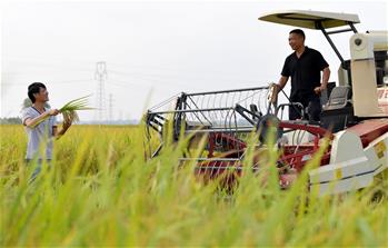 &ldquo;稻客&rdquo;父子的豐收季