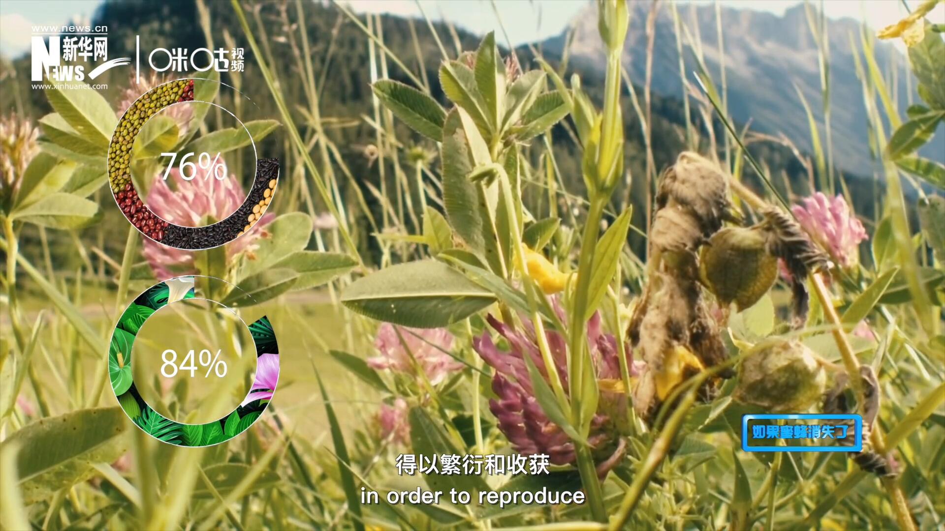 世界上百分之七十六的糧食作物和百分之八十四的植物，通過蜜蜂傳授花粉得以繁衍和收獲