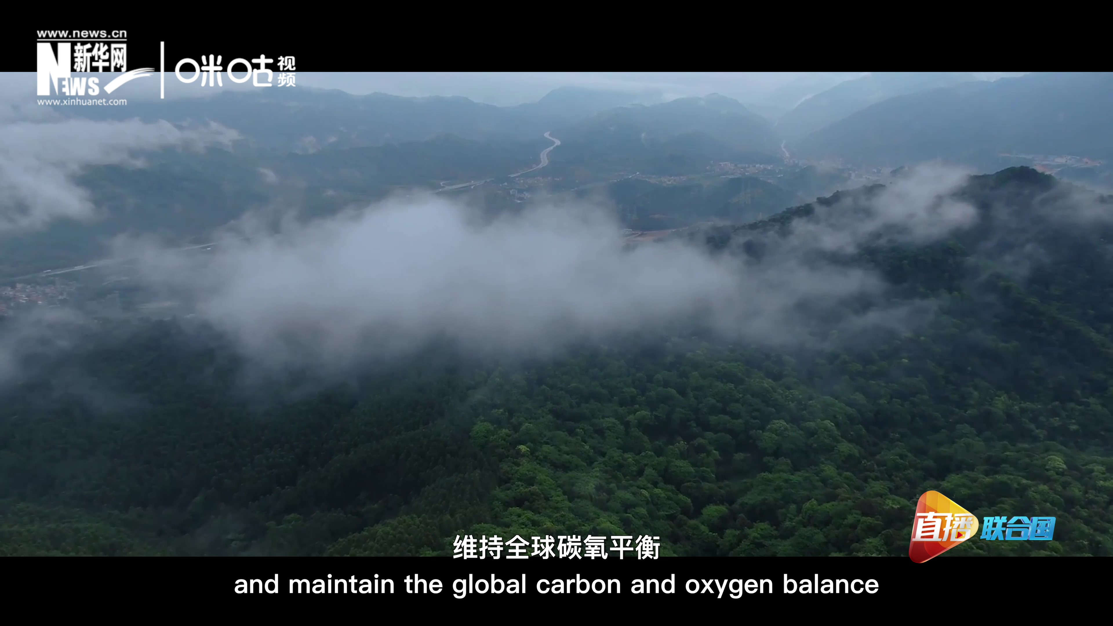 森林的碳匯可以協(xié)助減緩氣候變化，維持全球碳氧平衡