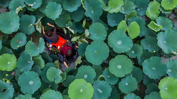 江南水鄉(xiāng)&ldquo;慶端午 劃菱桶&rdquo;