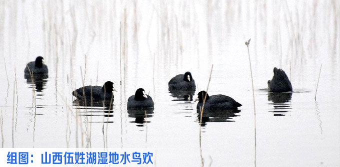 山西伍姓湖濕地水鳥(niǎo)歡