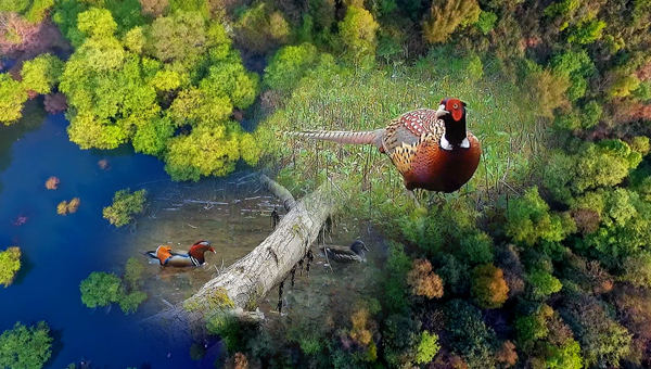 世界地球日丨神奇珍稀動物在哪里？車八嶺國家級自然保護(hù)區(qū)走一波