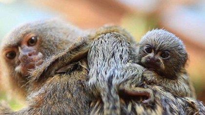 體長5厘米 &ldquo;世界最小猴子&rdquo;亮相