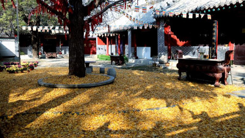 臨沂小伙回老家，爹媽往后備箱里塞活豬